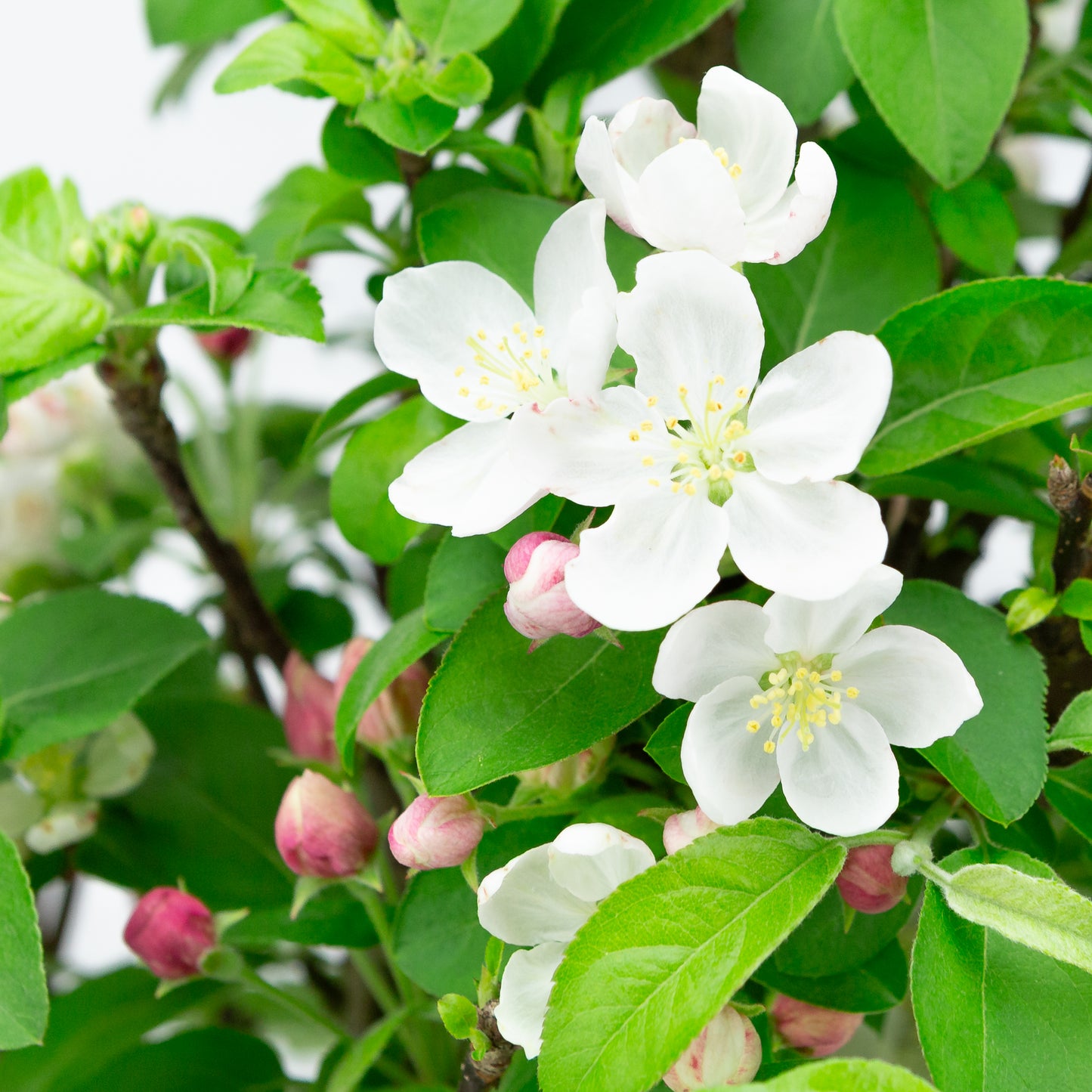 Malus halliana (appel), hoogte ~47 cm