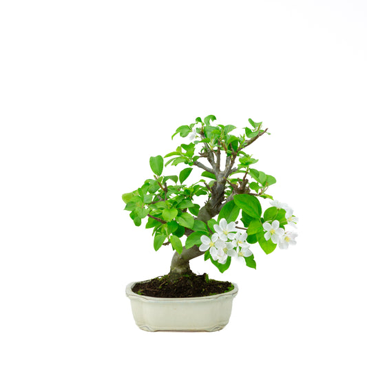 Malus halliana (appel), hoogte ~39 cm