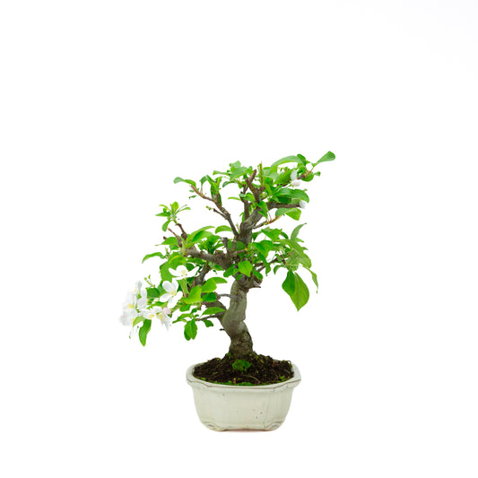 Malus halliana (appel), hoogte ~39 cm