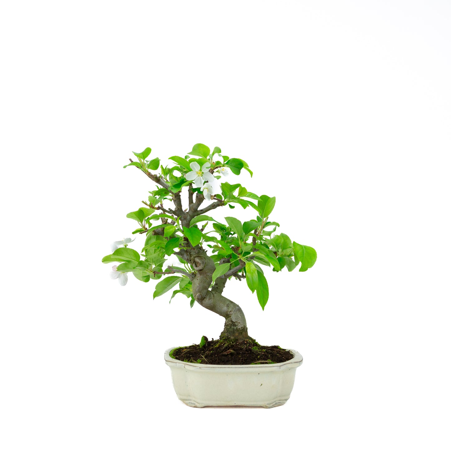 Malus halliana (appel), hoogte ~39 cm
