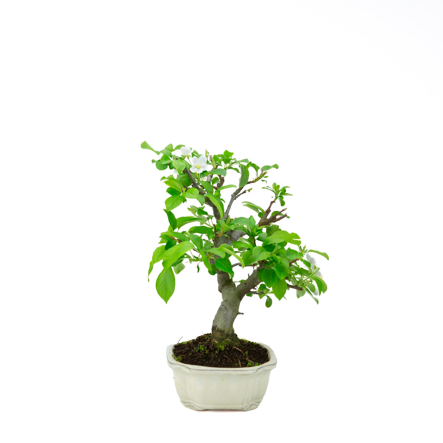 Malus halliana (appel), hoogte ~39 cm