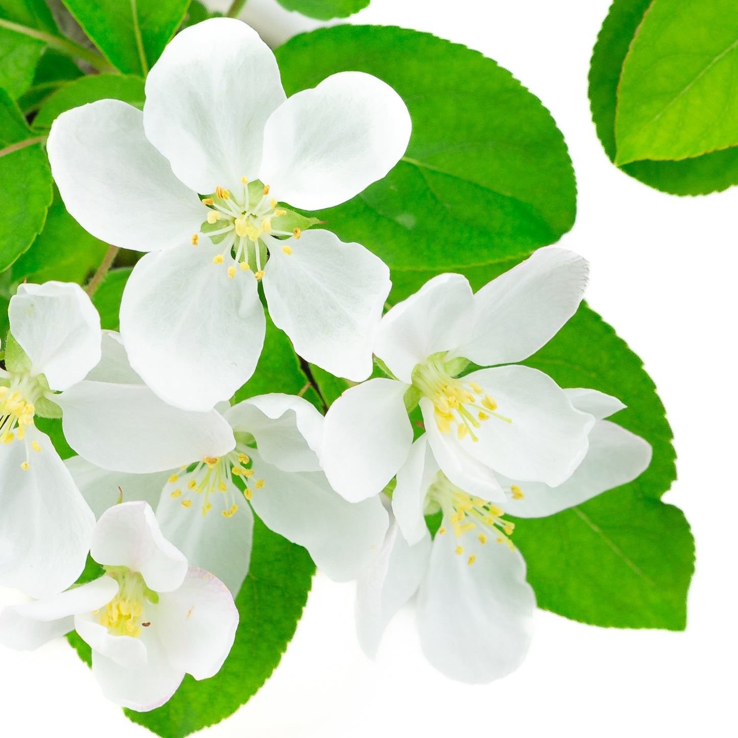 Malus halliana (appel), hoogte ~39 cm