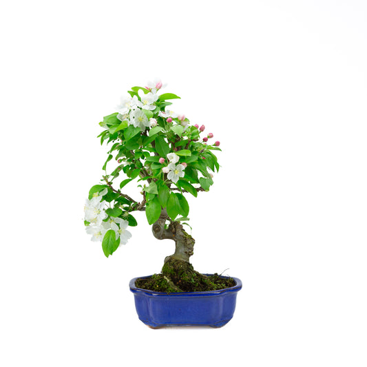 Malus halliana (appel), hoogte ~44 cm