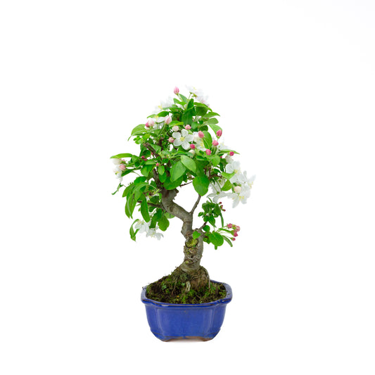Malus halliana (appel), hoogte ~44 cm