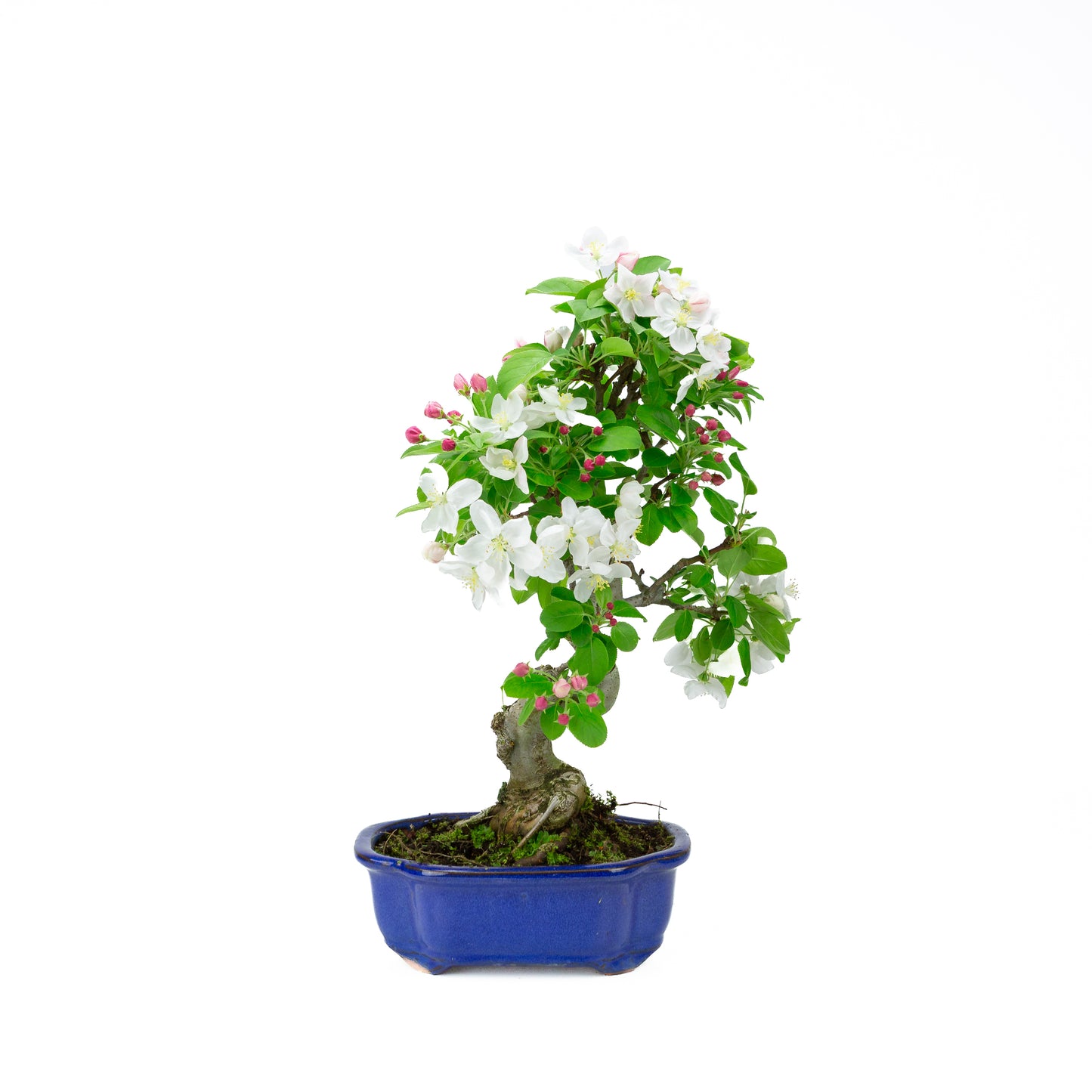 Malus halliana (appel), hoogte ~44 cm