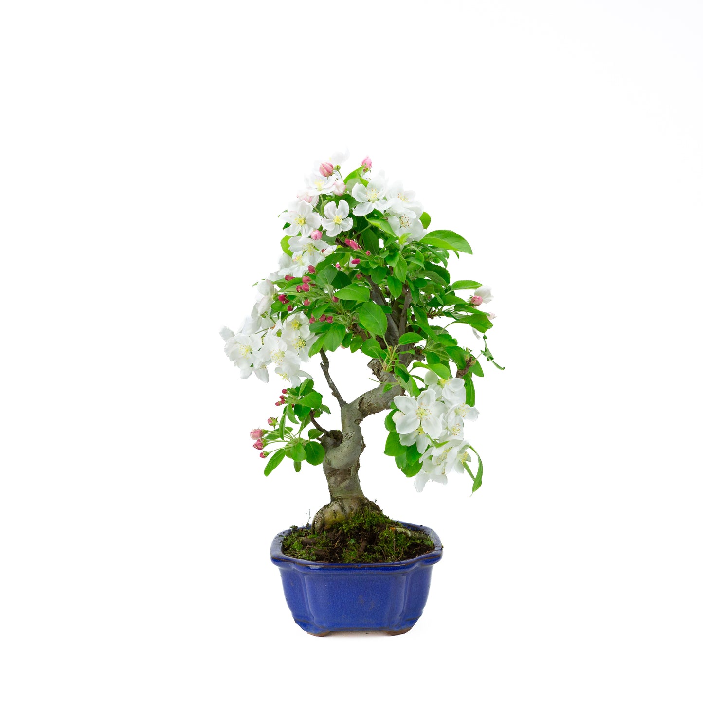 Malus halliana (appel), hoogte ~44 cm