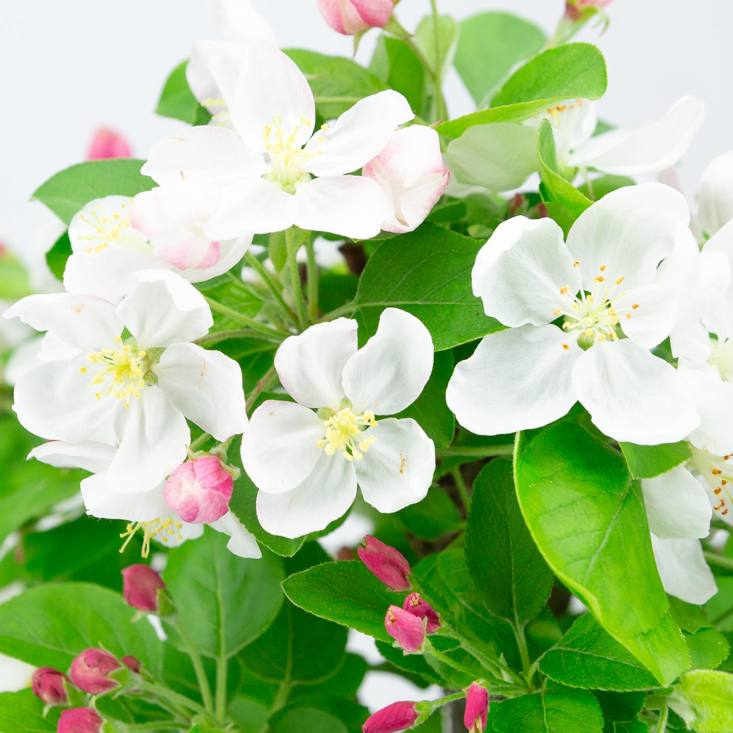 Malus halliana (appel), hoogte ~44 cm