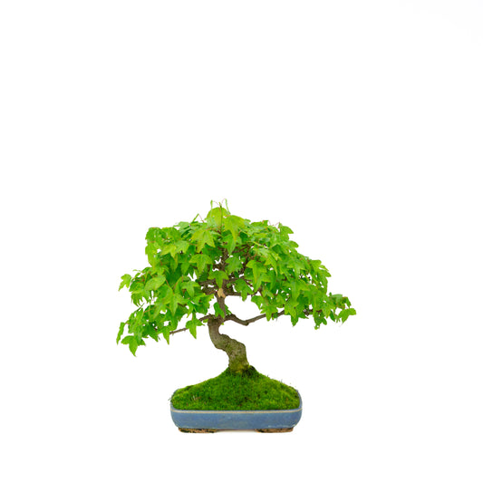 Acer buergerianum (Drietandesdoorn), hoogte ~ 29 cm