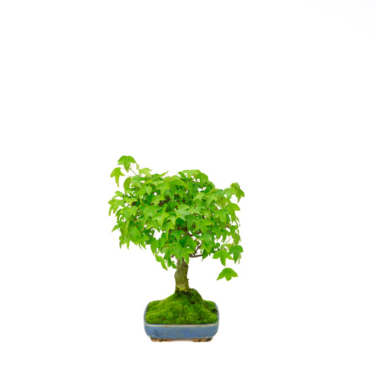 Acer buergerianum (Drietandesdoorn), hoogte ~ 29 cm