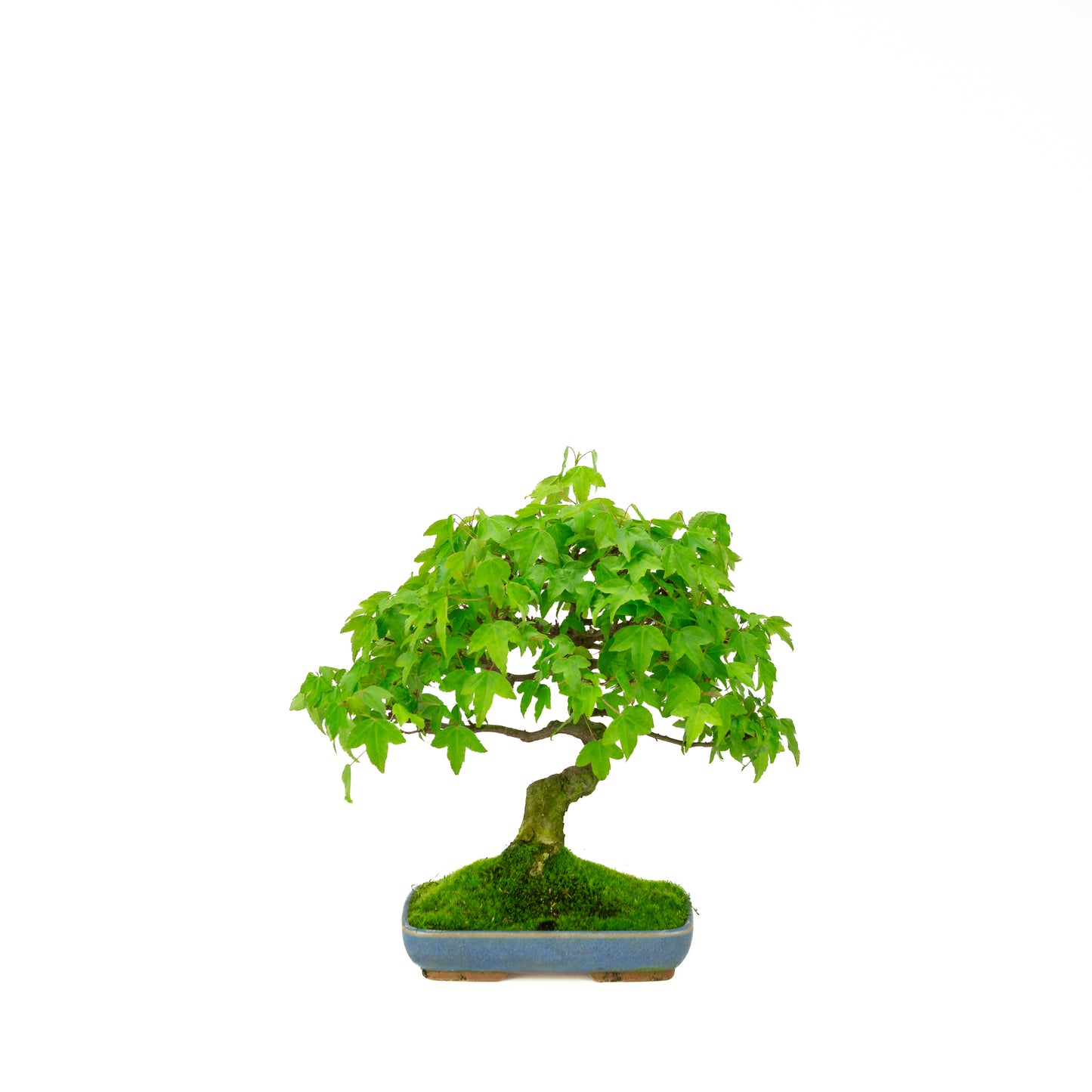 Acer buergerianum (Drietandesdoorn), hoogte ~ 29 cm