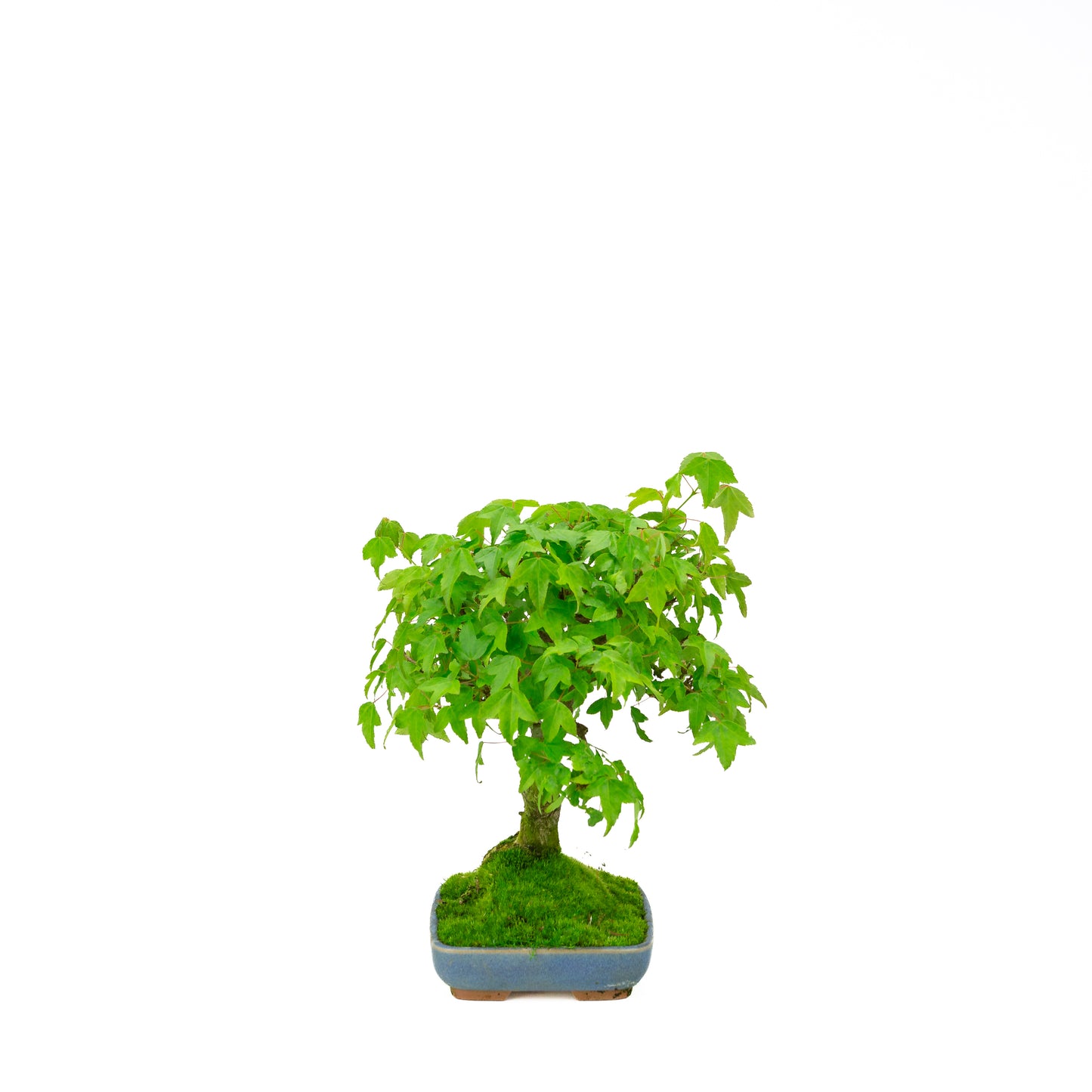 Acer buergerianum (Drietandesdoorn), hoogte ~ 29 cm