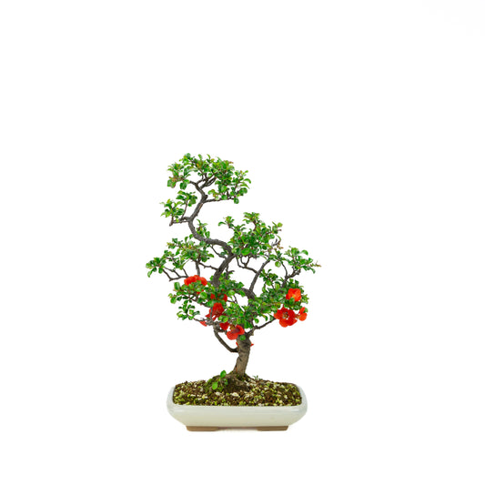 Chaenomeles speciosa (Japanse dwergkwee), hoogte ~38cm