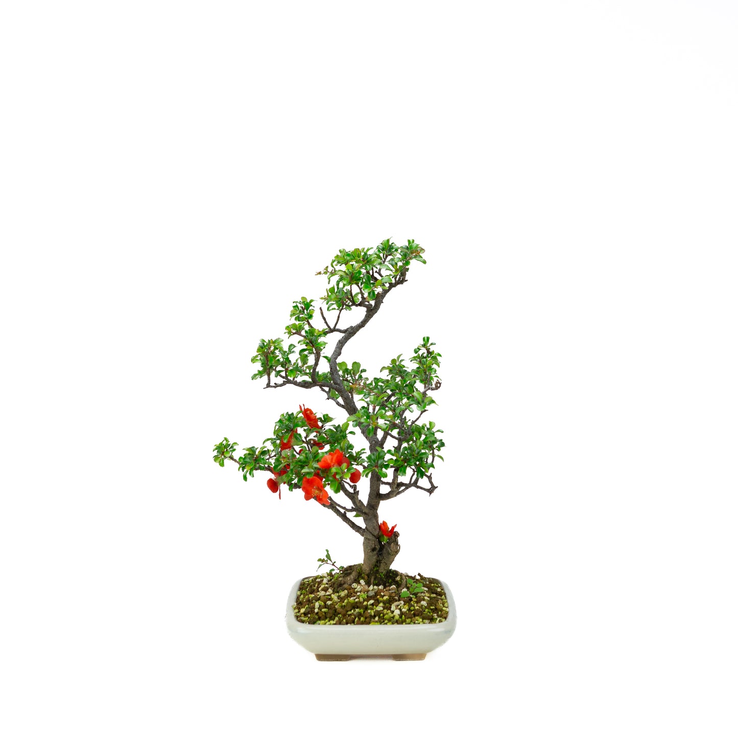 Chaenomeles speciosa (Japanse dwergkwee), hoogte ~38cm
