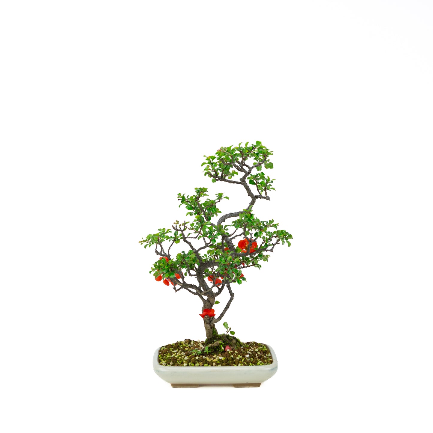 Chaenomeles speciosa (Japanse dwergkwee), hoogte ~38cm