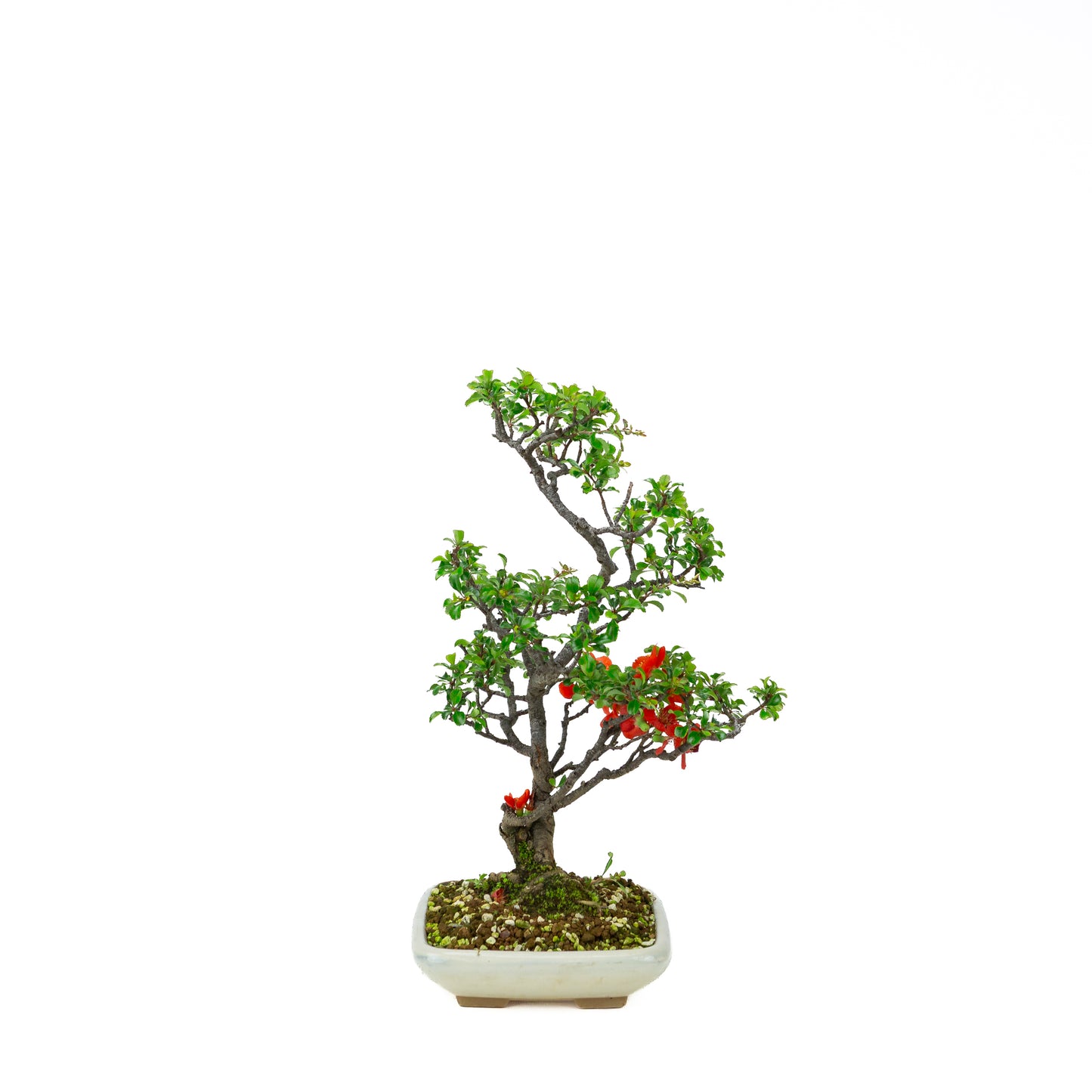 Chaenomeles speciosa (Japanse dwergkwee), hoogte ~38cm