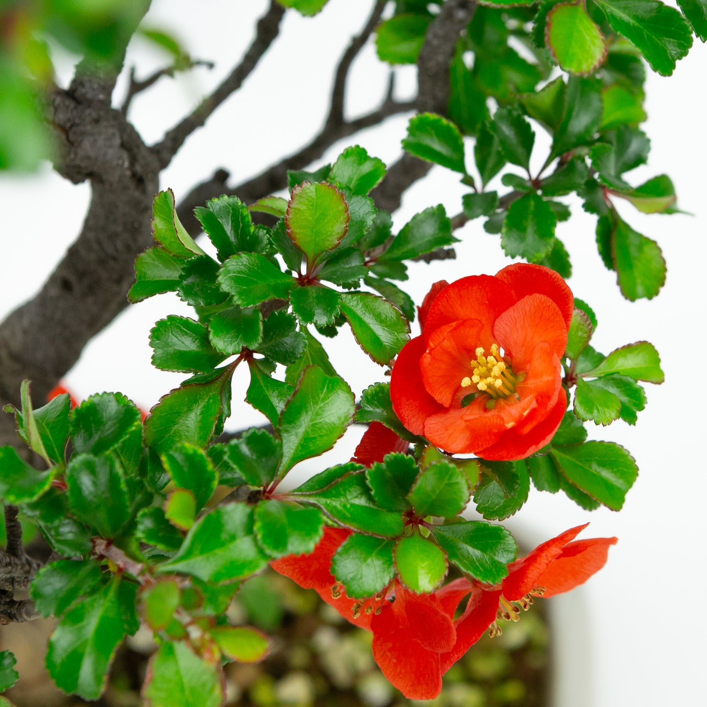 Chaenomeles speciosa (Japanse dwergkwee), hoogte ~38cm