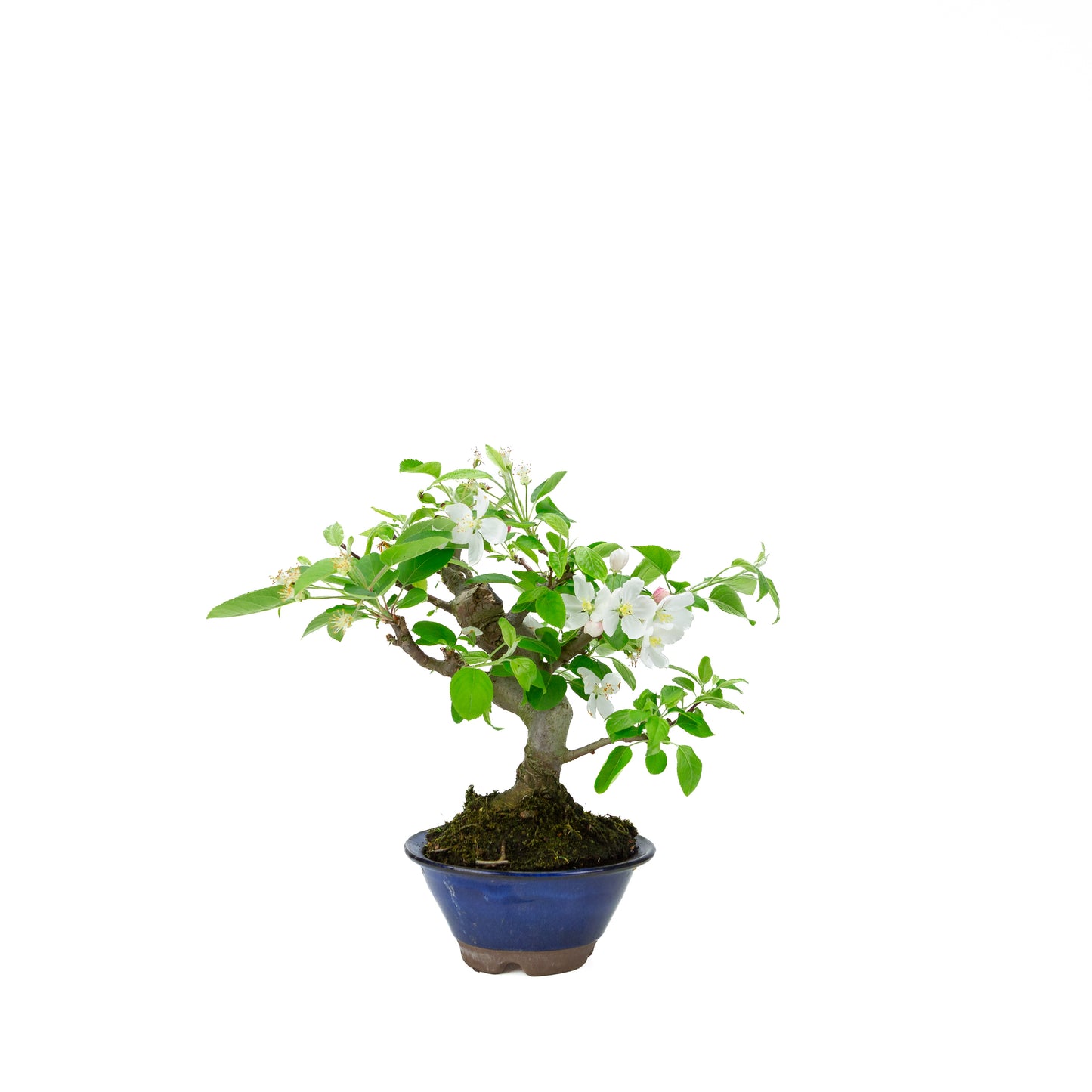 Malus halliana (appel), hoogte ~30 cm