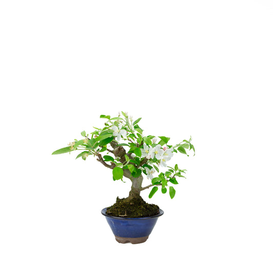 Malus halliana (appel), hoogte ~30 cm