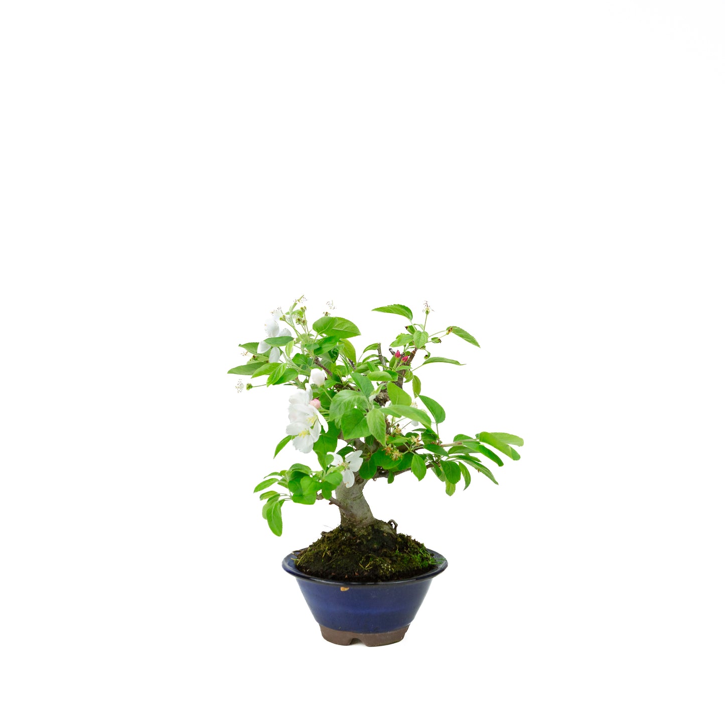 Malus halliana (appel), hoogte ~30 cm