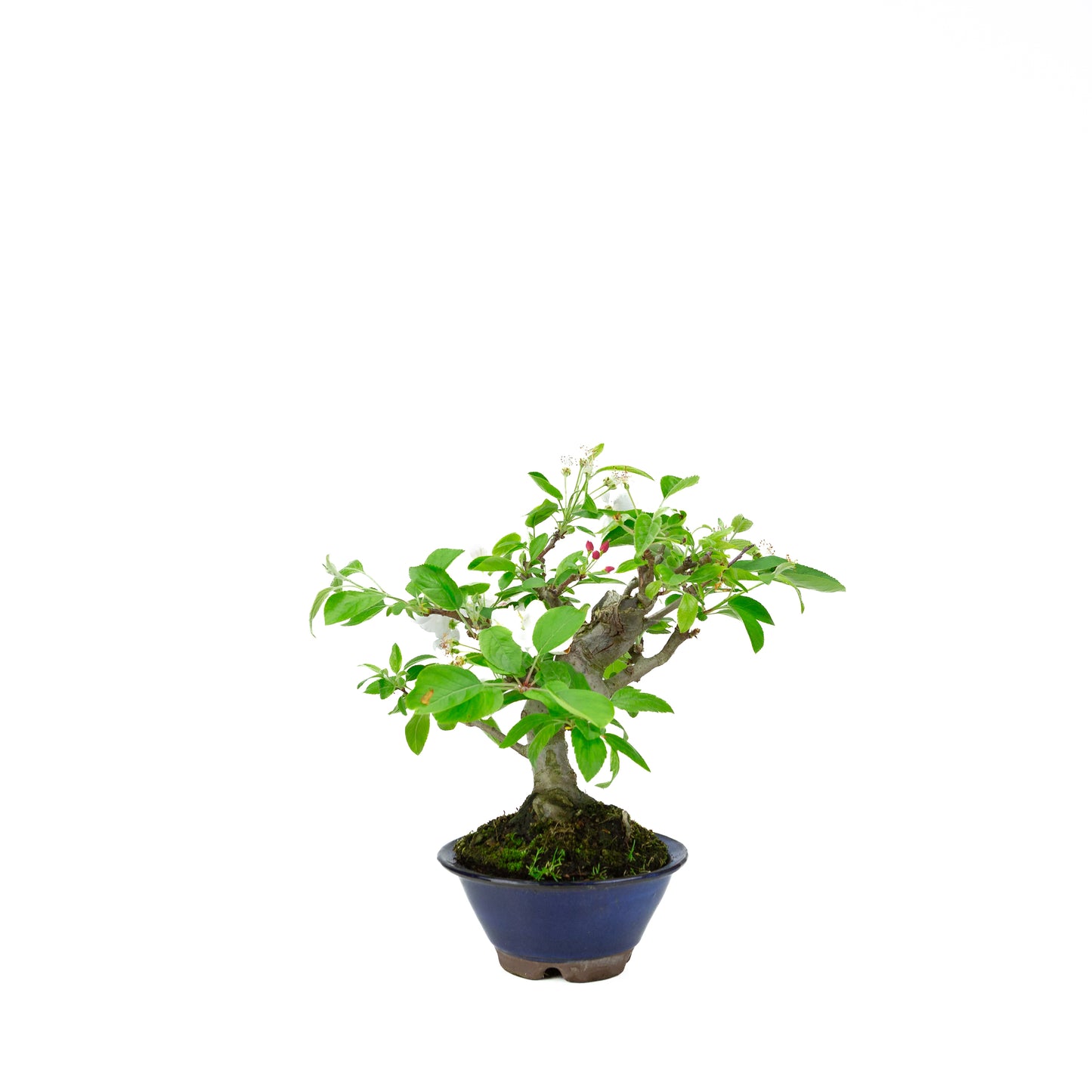 Malus halliana (appel), hoogte ~30 cm