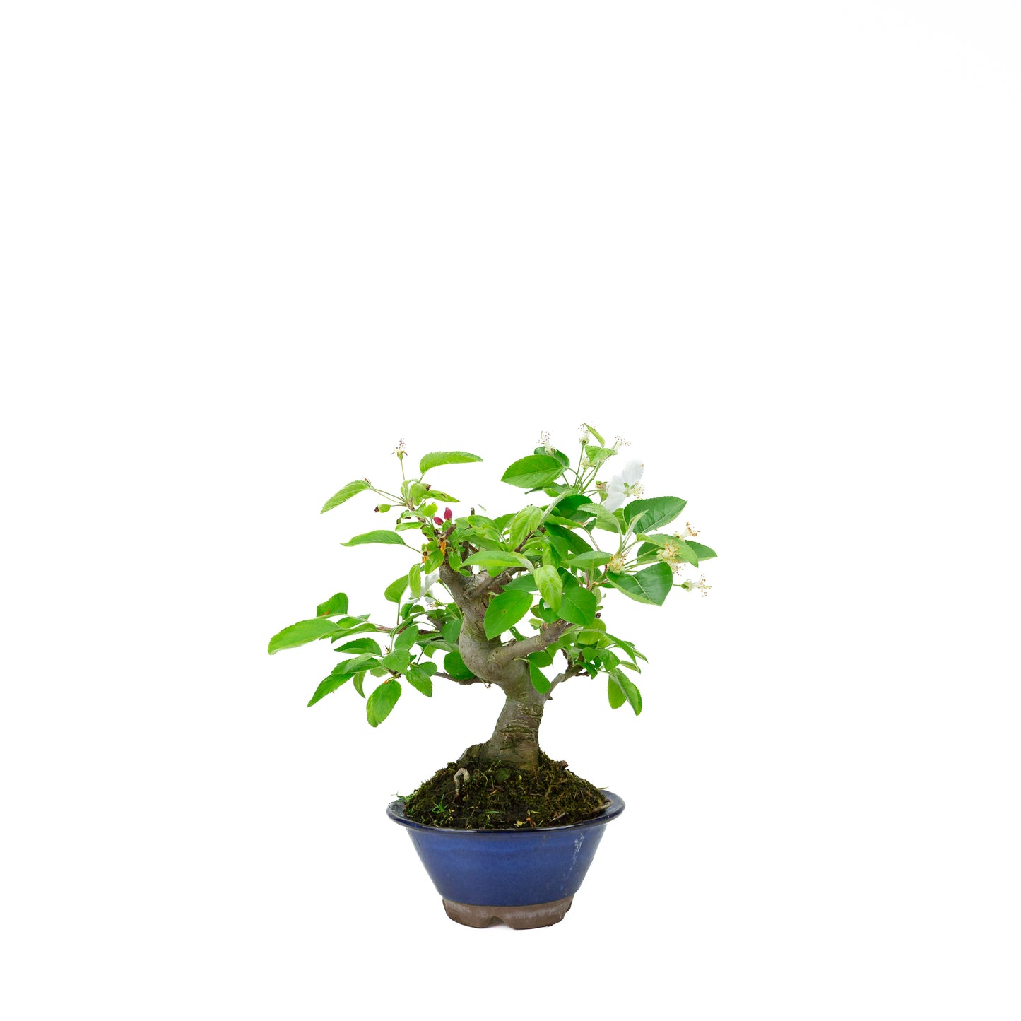 Malus halliana (appel), hoogte ~30 cm