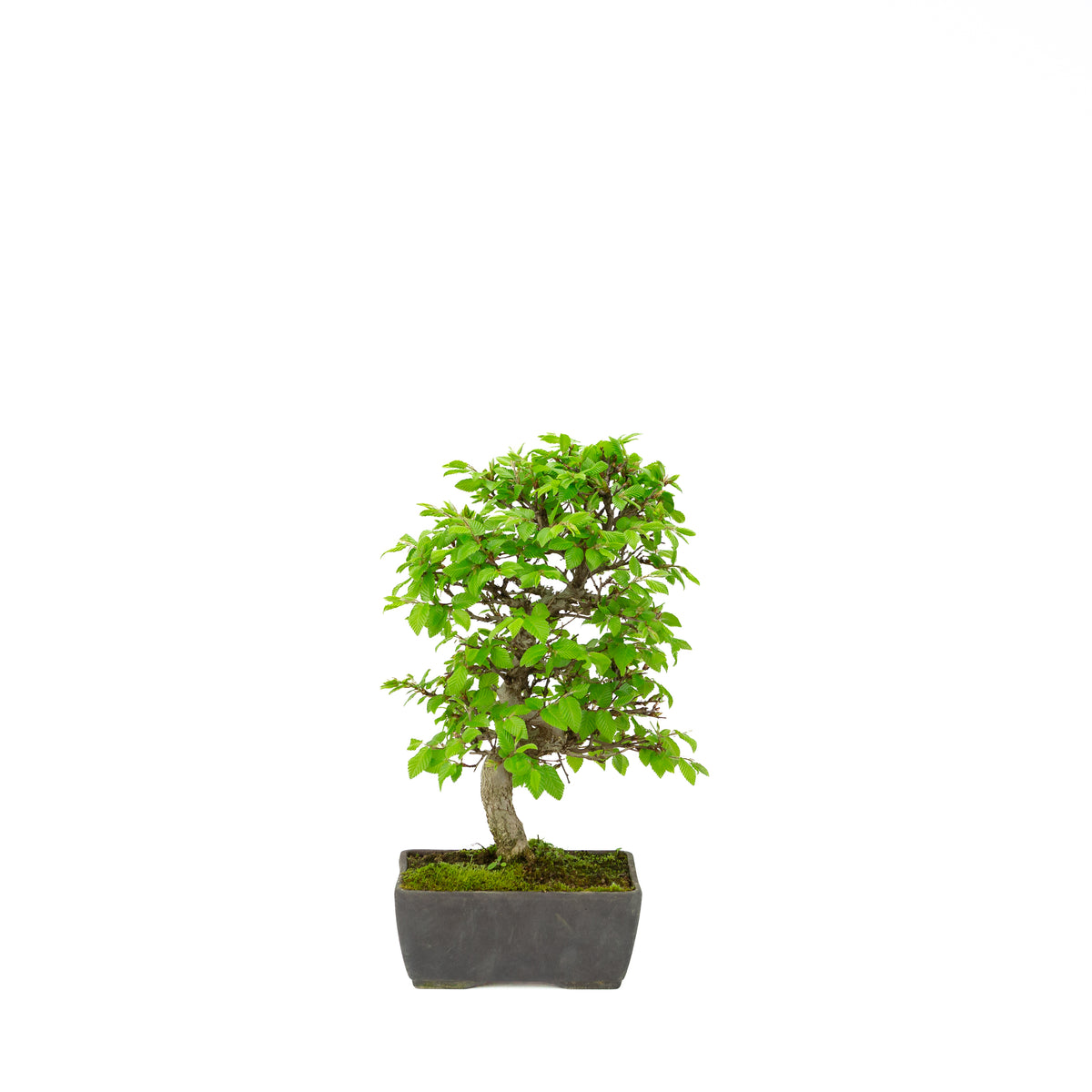Carpinus coreana (Koreaanse haagbeuk), hoogte ~33 cm