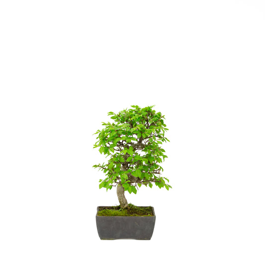 Carpinus coreana (Koreaanse haagbeuk), hoogte ~33 cm