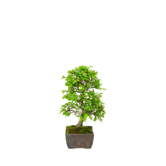Carpinus coreana (Koreaanse haagbeuk), hoogte ~33 cm