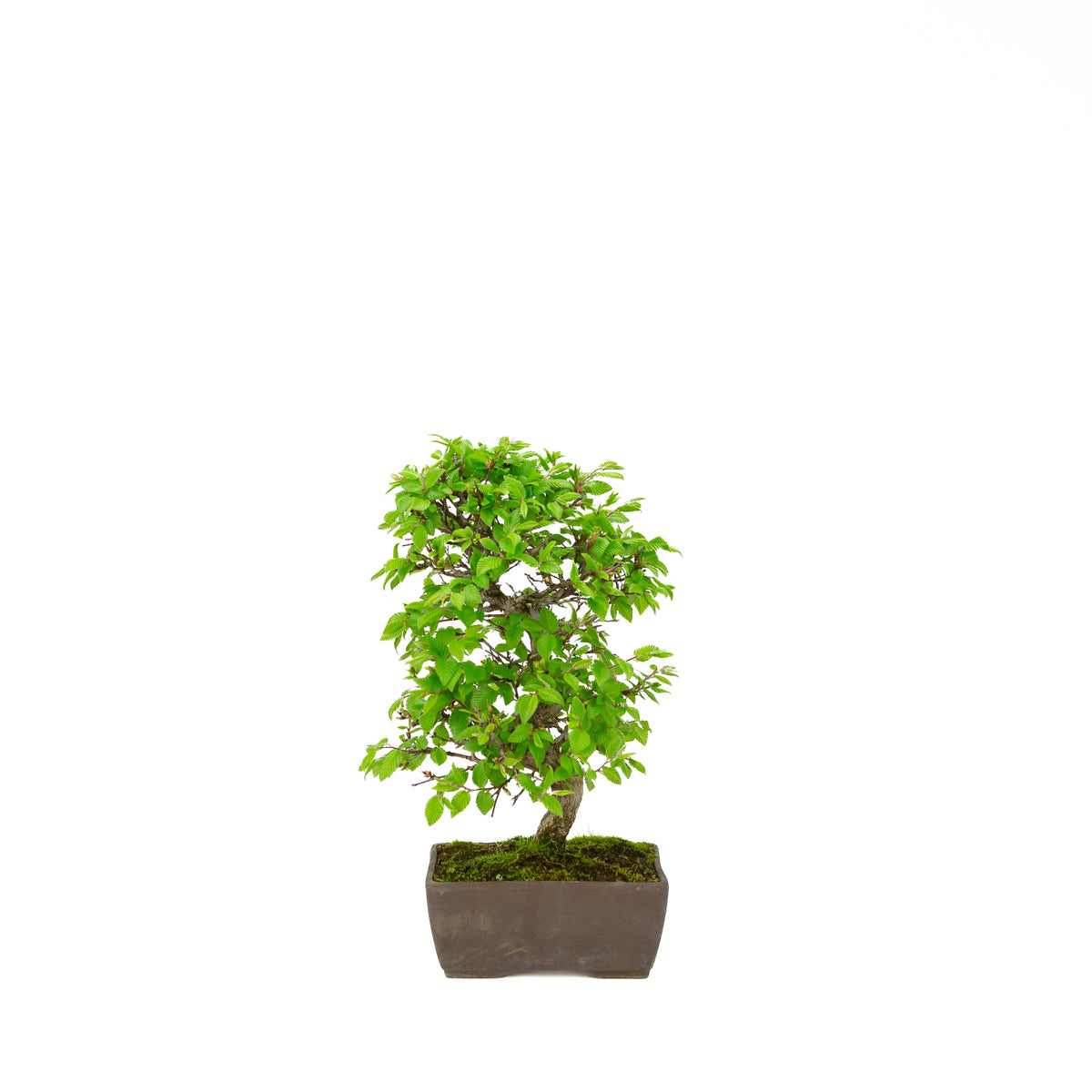 Carpinus coreana (Koreaanse haagbeuk), hoogte ~33 cm