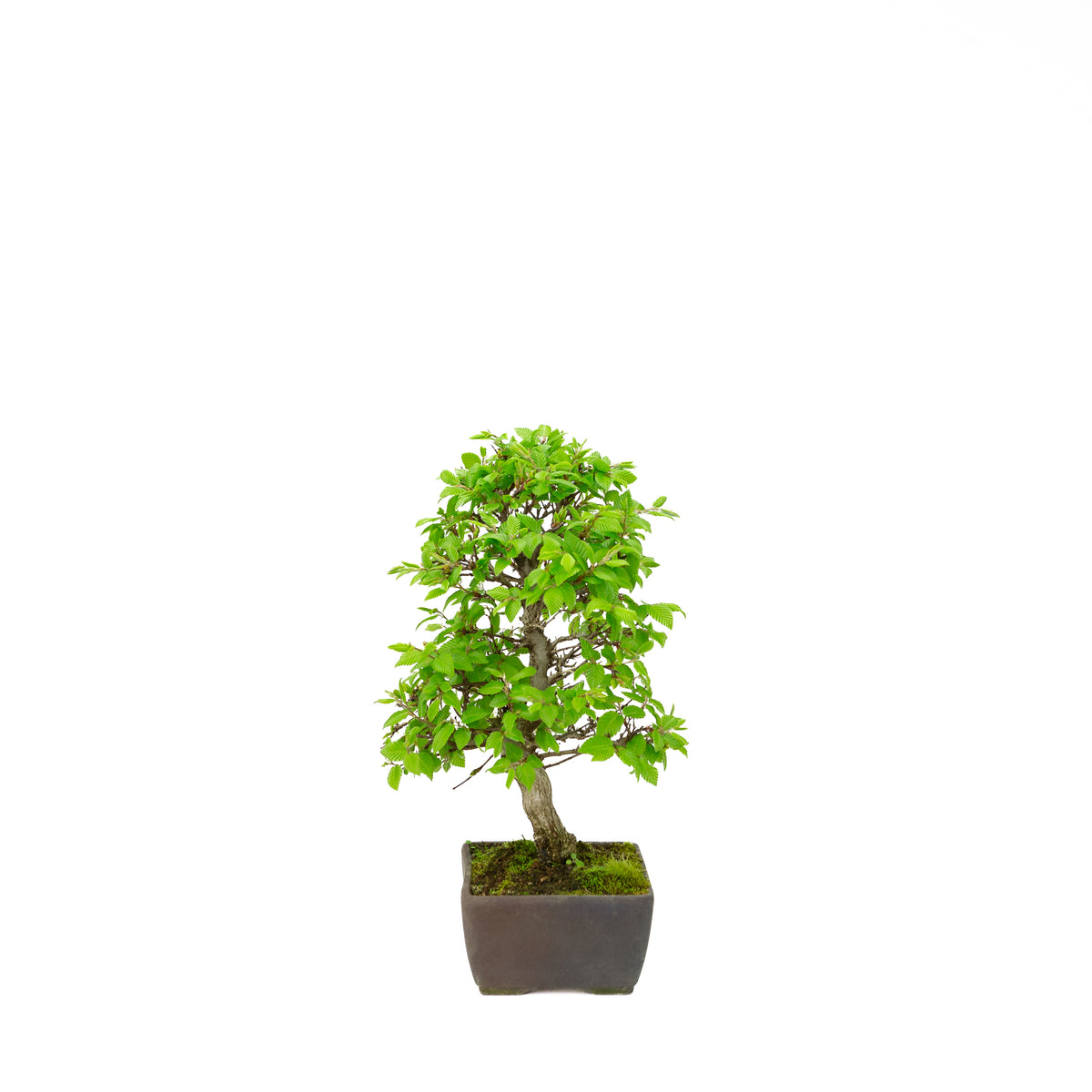 Carpinus coreana (Koreaanse haagbeuk), hoogte ~33 cm