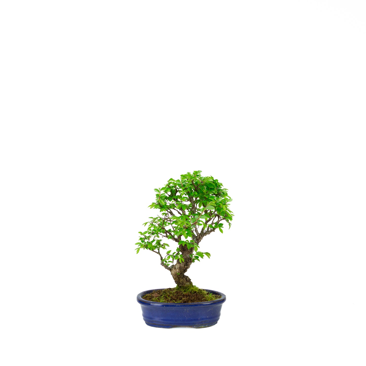 Ulmus parviflora (Chinese iep), hoogte ~28 cm