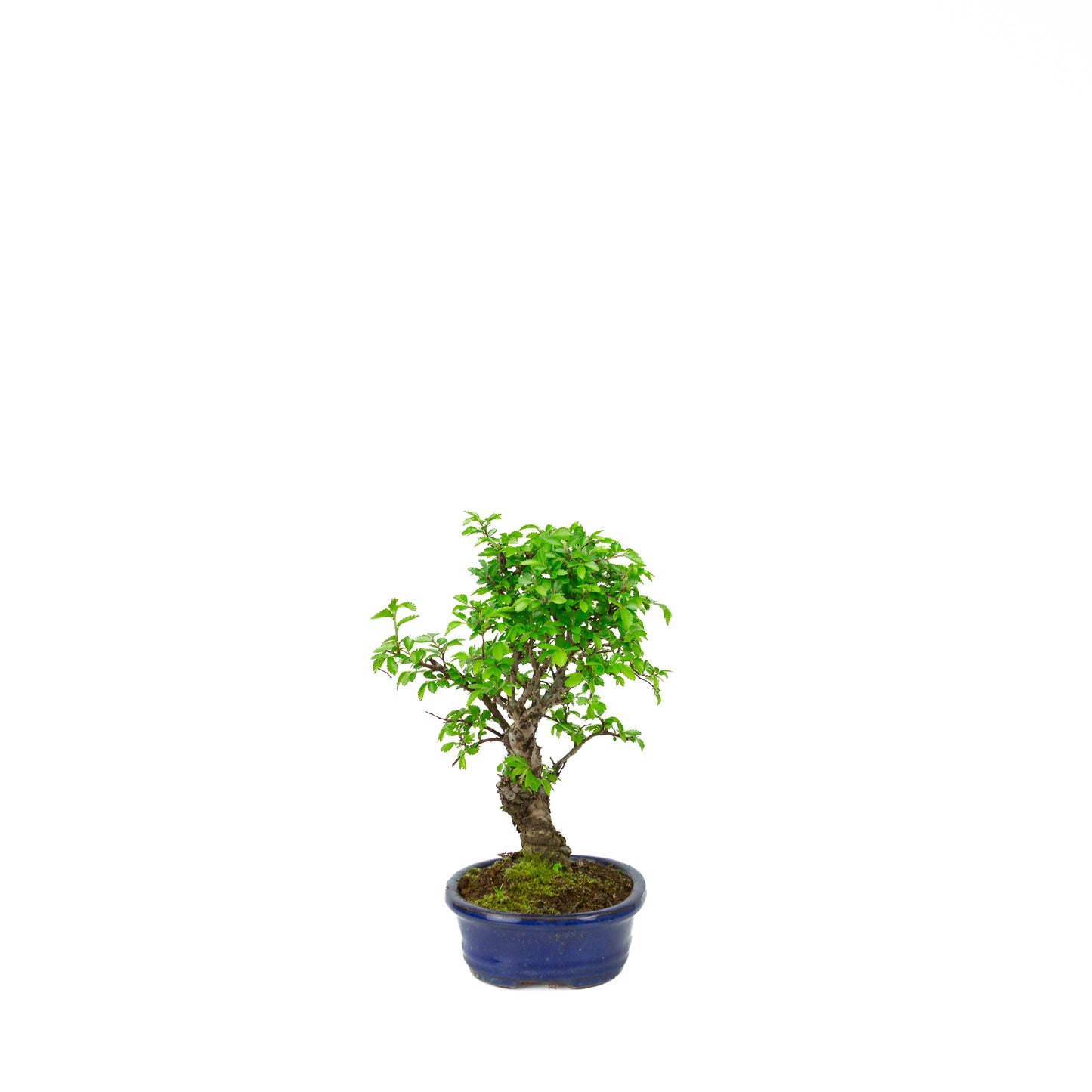 Ulmus parviflora (Chinese iep), hoogte ~28 cm