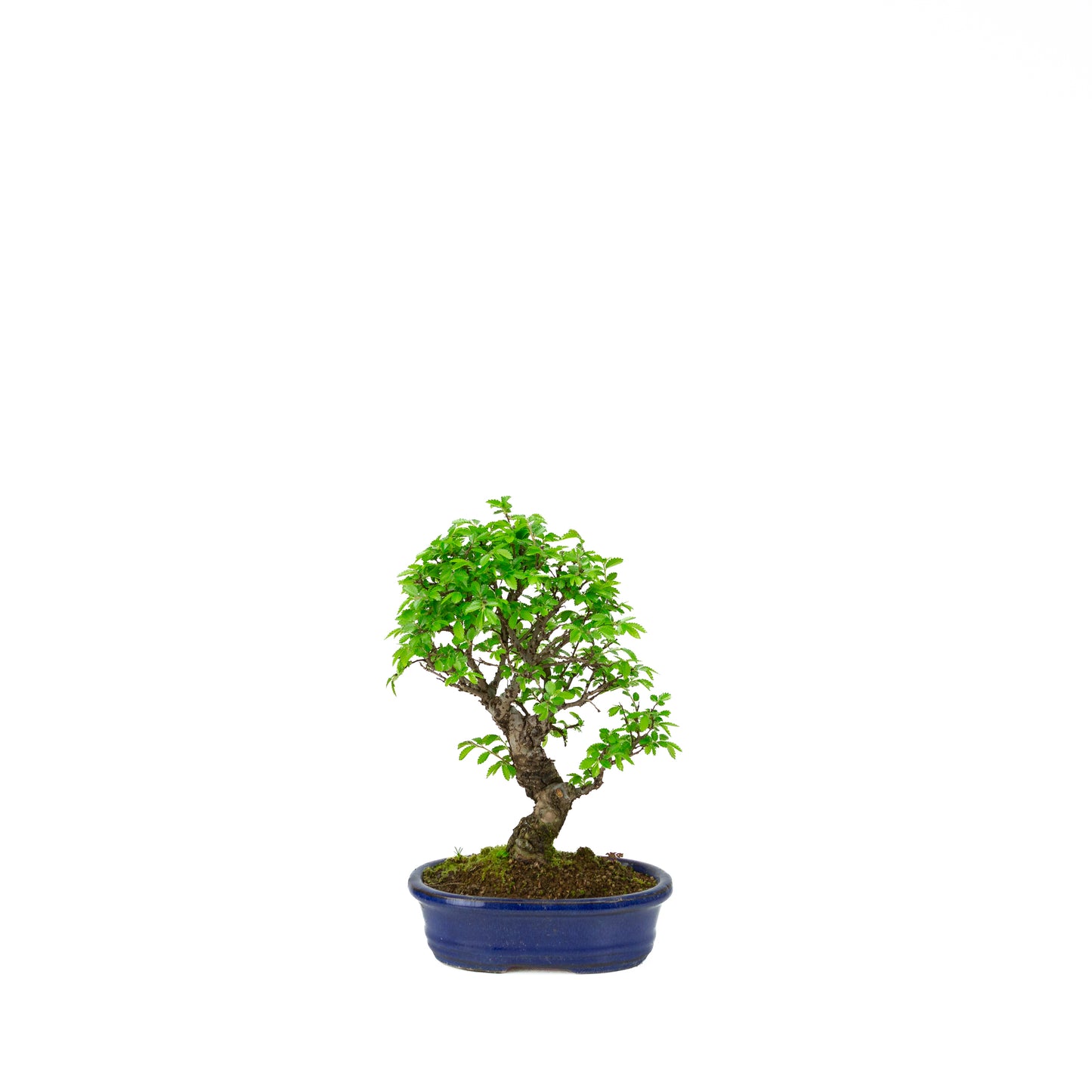Ulmus parviflora (Chinese iep), hoogte ~28 cm