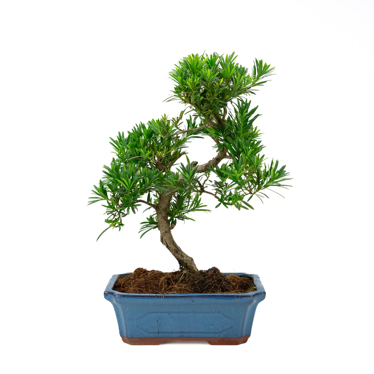 Podocarpus macrophylla (Japanse Boeddhaden), hoogte ~ 50 cm