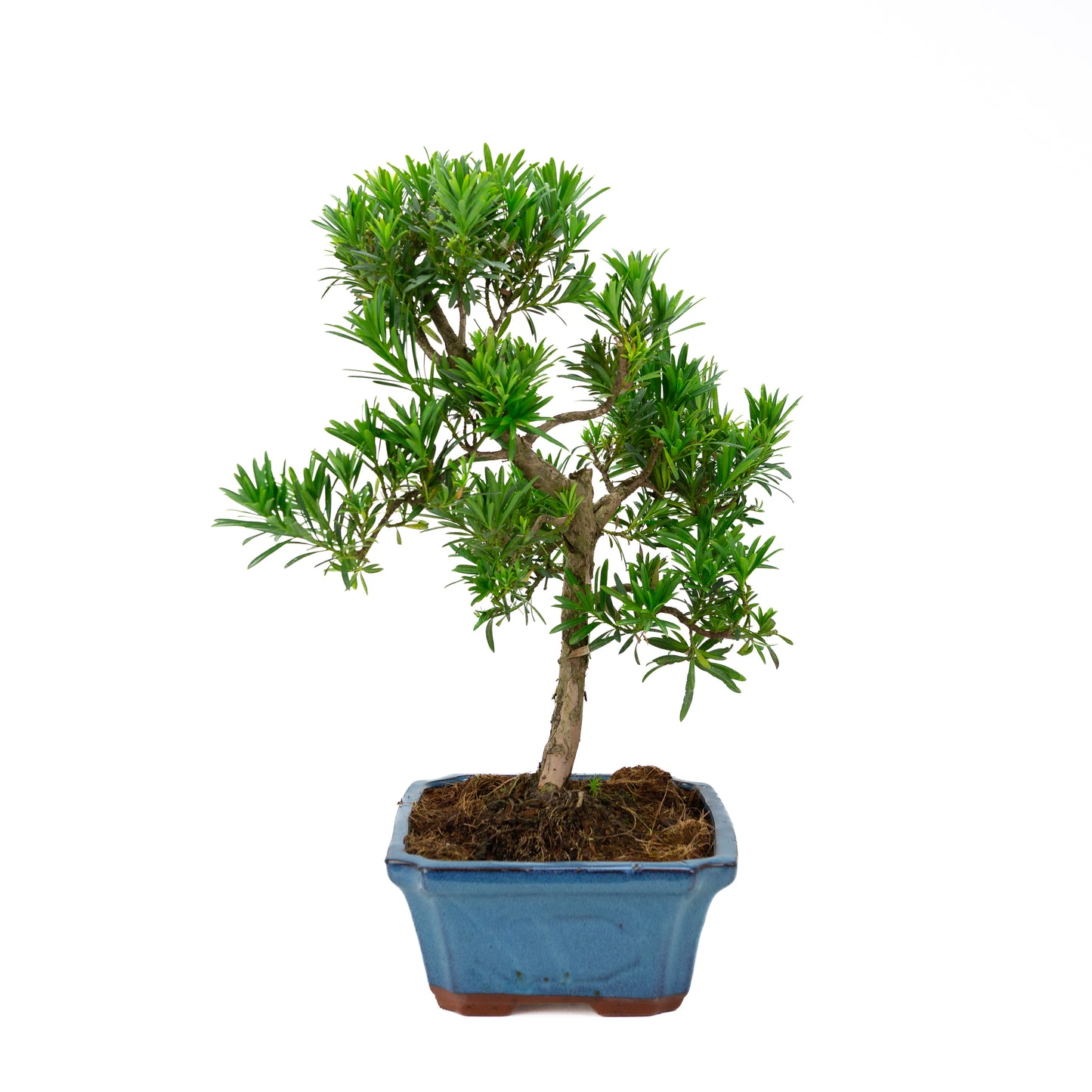 Podocarpus macrophylla (Japanse Boeddhaden), hoogte ~ 50 cm