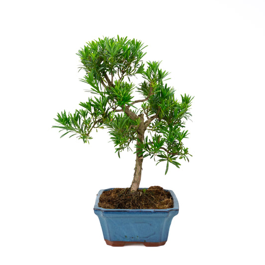 Podocarpus macrophylla (Japanse Boeddhaden), hoogte ~ 50 cm