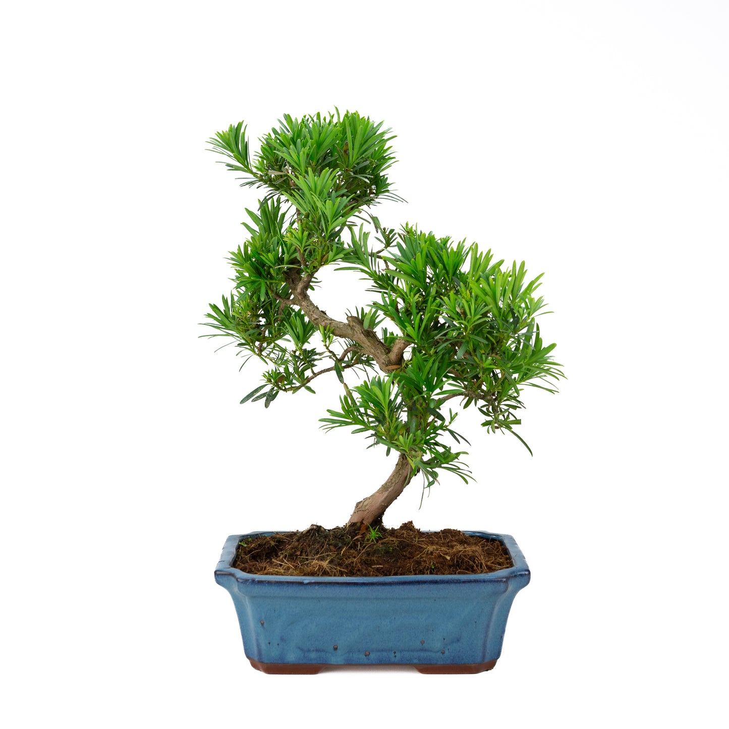 Podocarpus macrophylla (Japanse Boeddhaden), hoogte ~ 50 cm