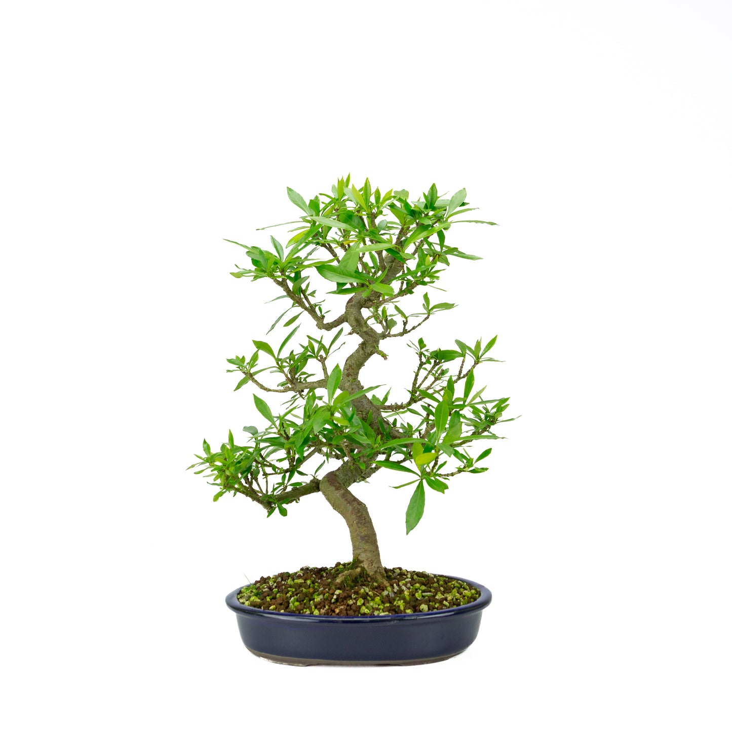 Gardenia (Kaapse Jasmijn), hoogte ~44 cm