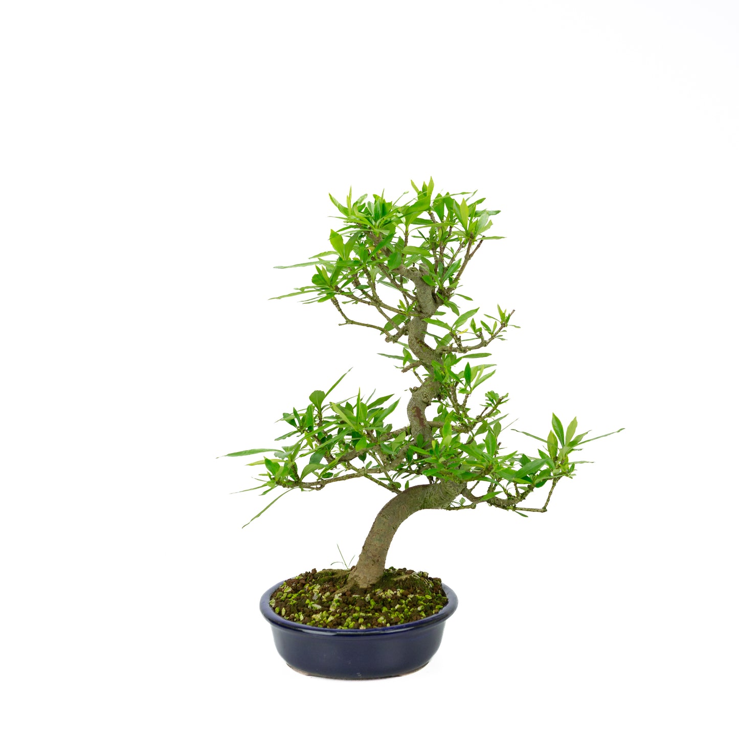 Gardenia (Kaapse Jasmijn), hoogte ~44 cm