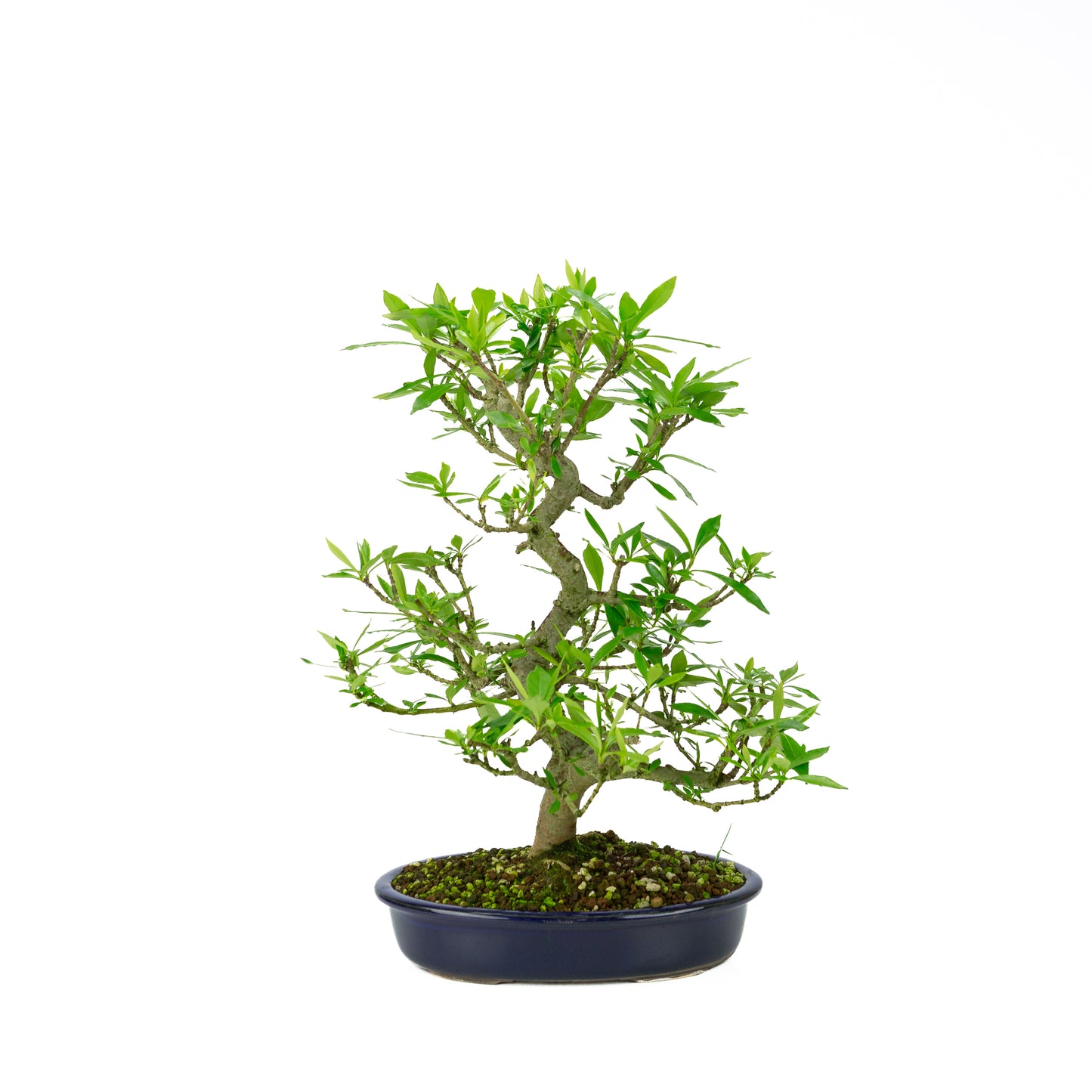 Gardenia (Kaapse Jasmijn), hoogte ~44 cm