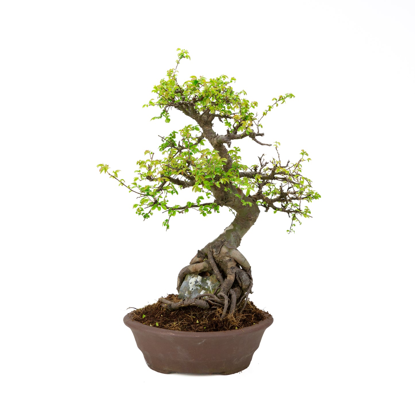 Zelkova parvifolia (Chinese iep), hoogte ~50 cm