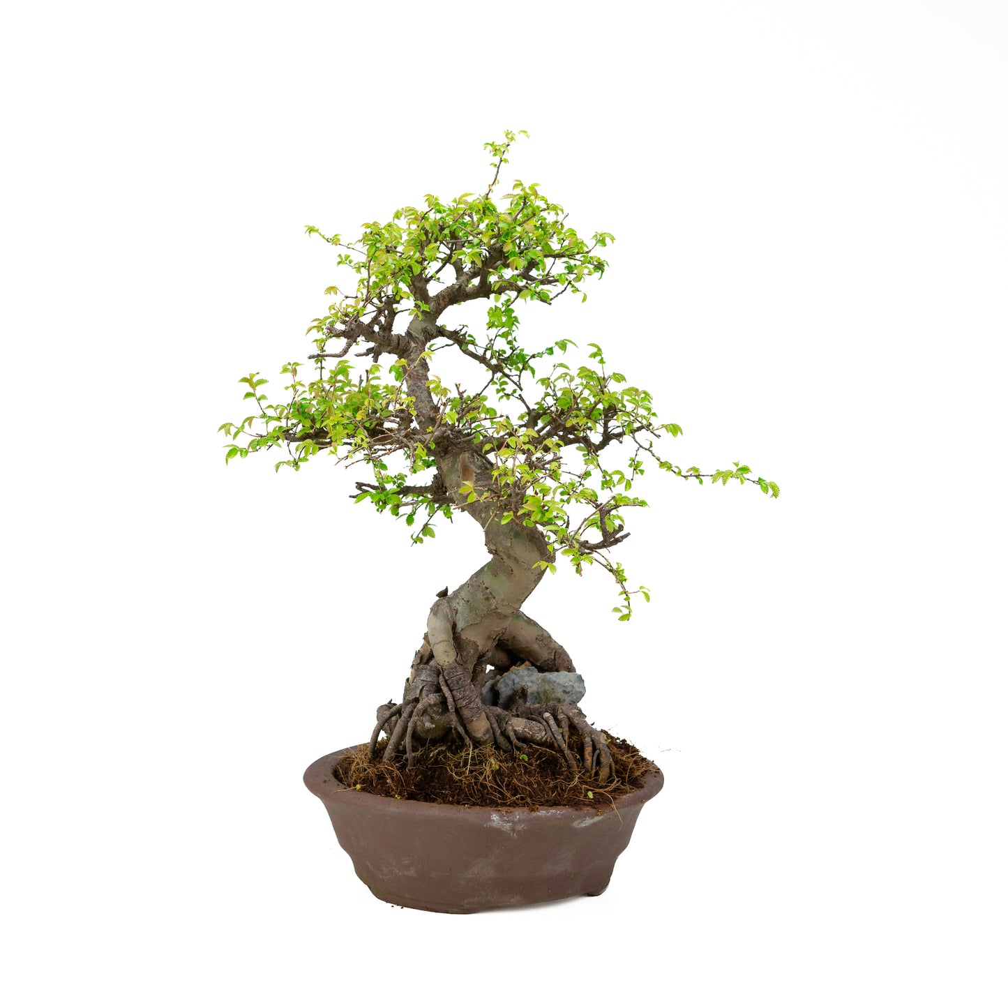 Zelkova parvifolia (Chinese iep), hoogte ~50 cm