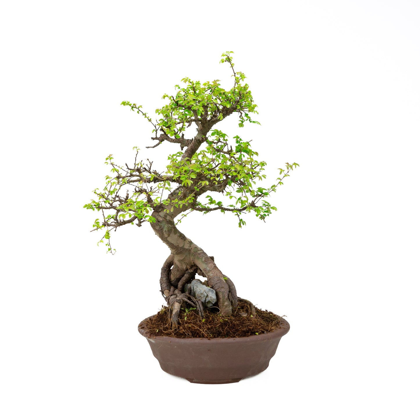 Zelkova parvifolia (Chinese iep), hoogte ~50 cm
