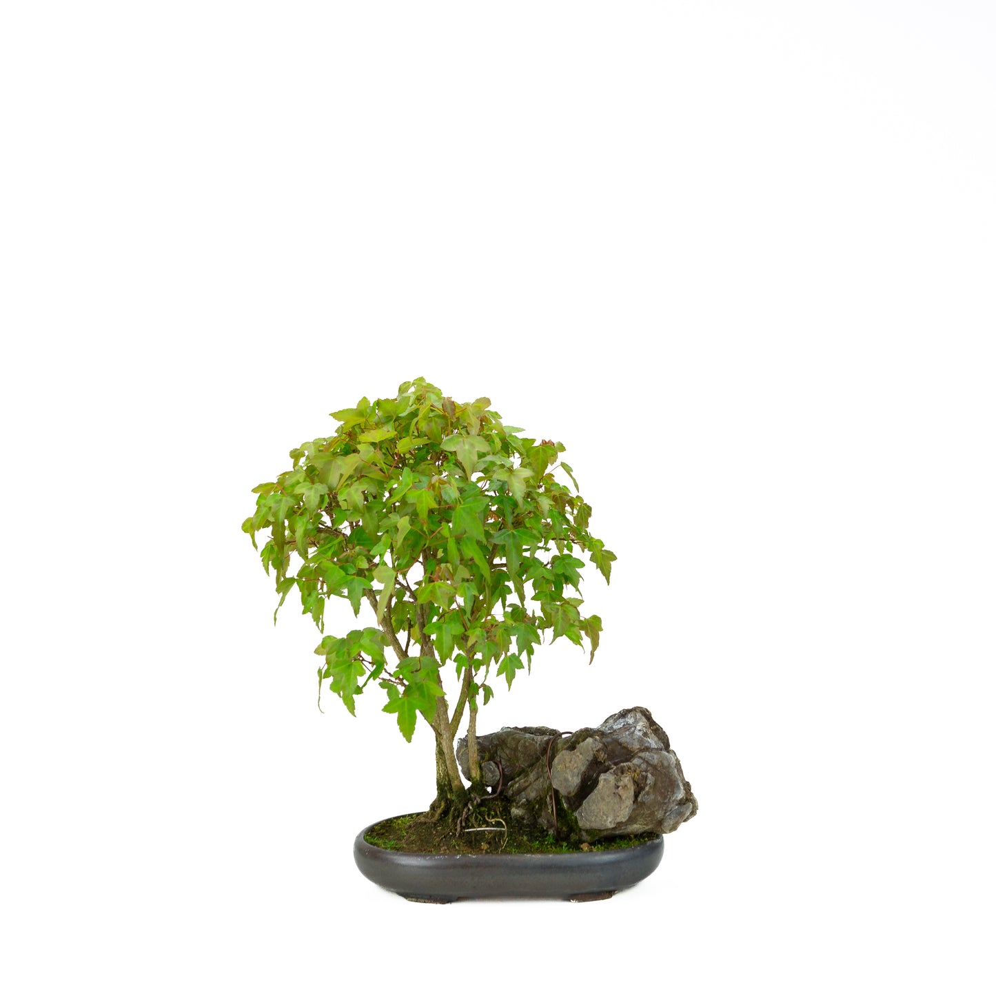 Acer buergerianum (Drietandesdoorn), hoogte ~34 cm