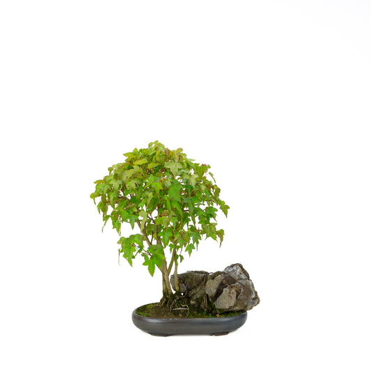 Acer buergerianum (Drietandesdoorn), hoogte ~34 cm