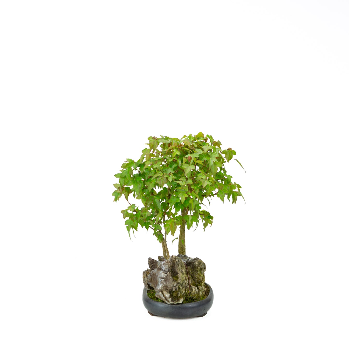 Acer buergerianum (Drietandesdoorn), hoogte ~34 cm