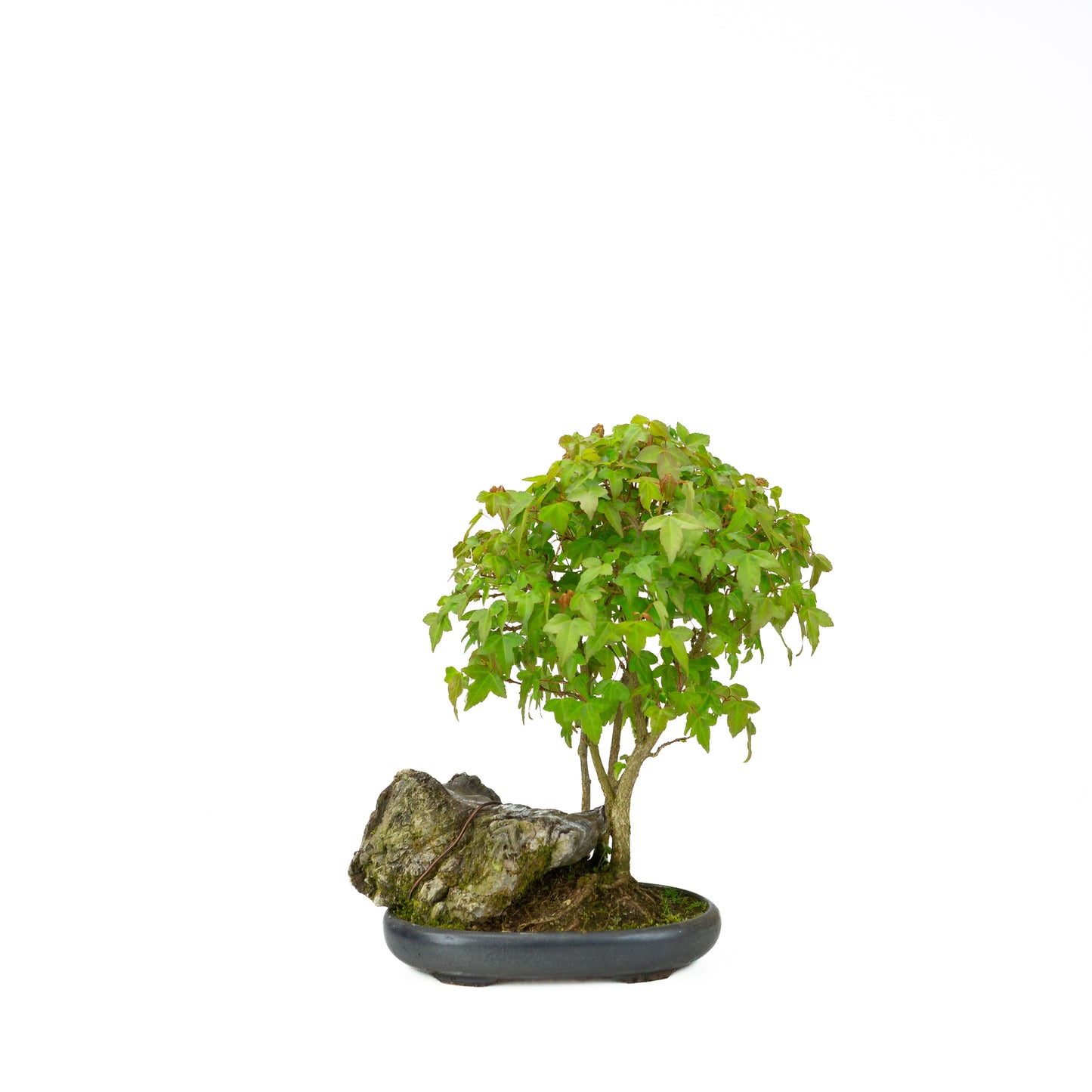 Acer buergerianum (Drietandesdoorn), hoogte ~34 cm