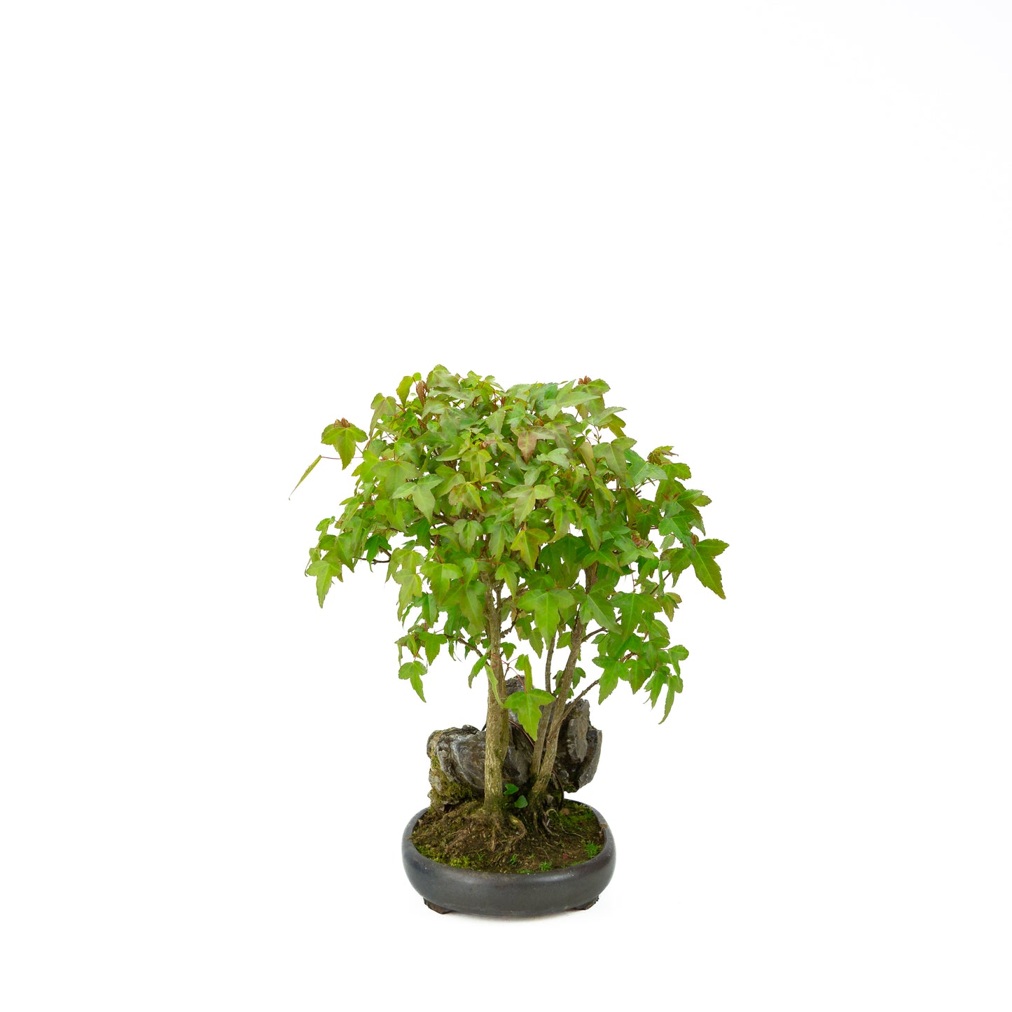 Acer buergerianum (Drietandesdoorn), hoogte ~34 cm