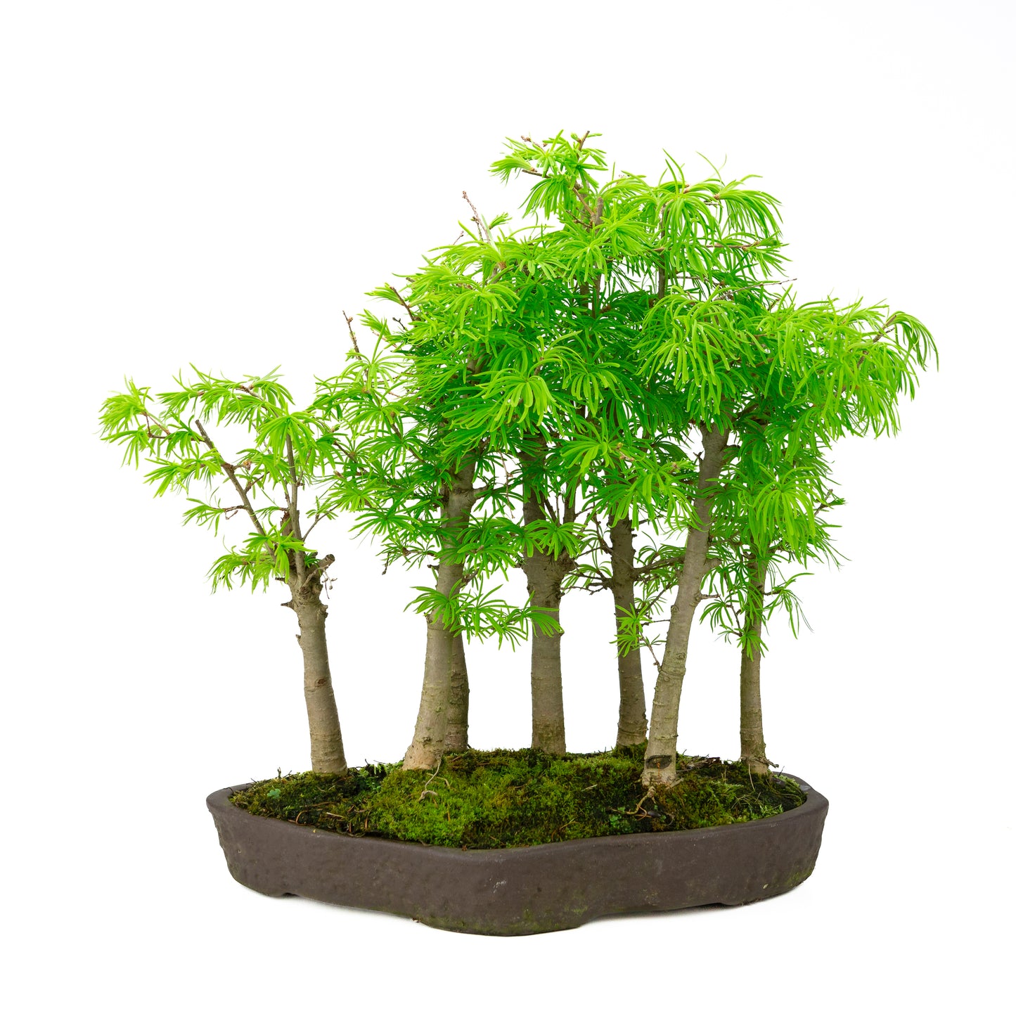 Pseudolarix amabilis (Japanse goudlariks), hoogte ~50 cm