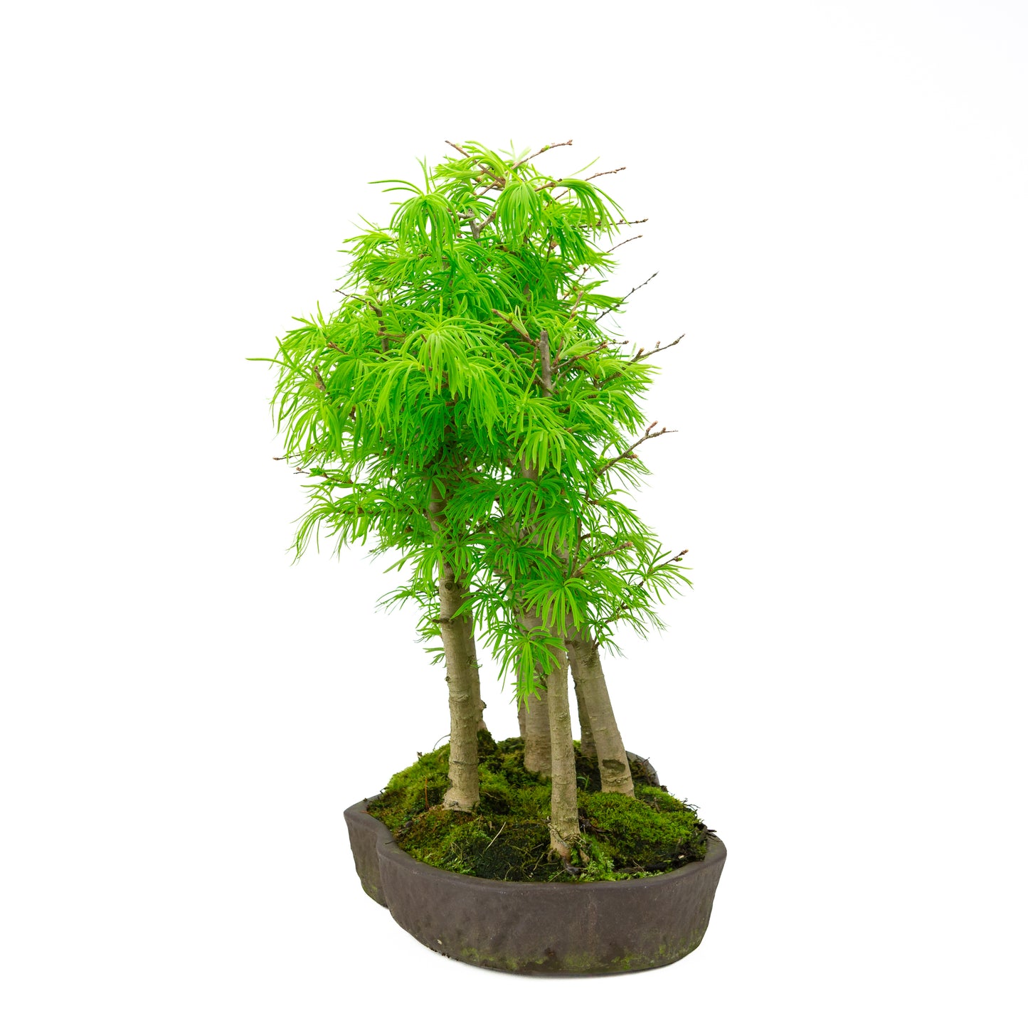 Pseudolarix amabilis (Japanse goudlariks), hoogte ~50 cm